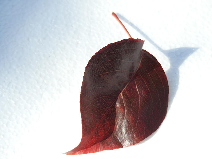 Shadow Of A Leaf Photograph by Jan Gelders