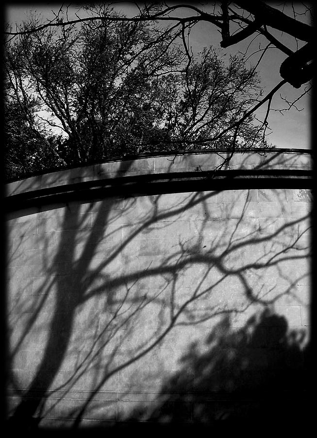 Shadow of a Tree Photograph by Colleen Kammerer