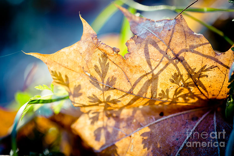 Shadow of autumn Artmif Photograph by Raimond Klavins