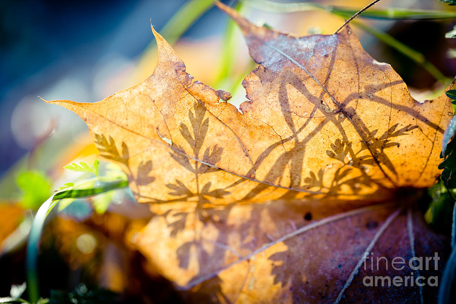 Shadow of autumn  Artmif.lv Photograph by Raimond Klavins