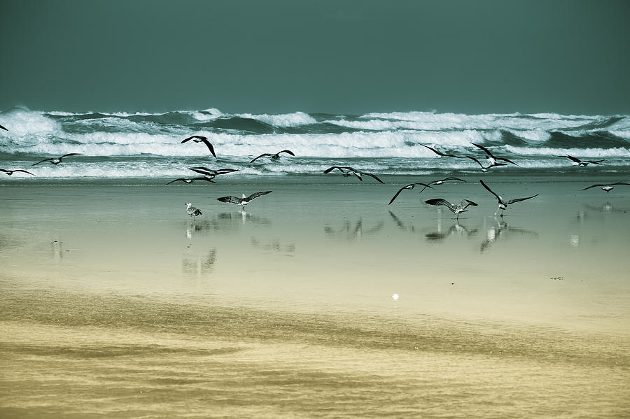 Bird Photograph - Shadow of birds near Atlantic ocean waves by Desislava Panteva