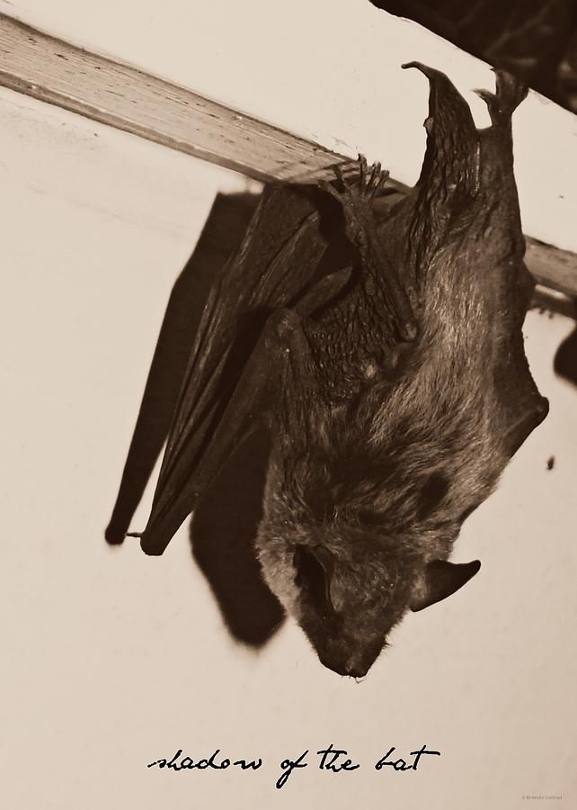 Shadow of the Bat Photograph by Dark Whimsy
