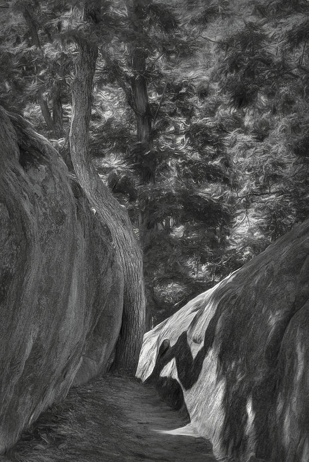 Shadow of the Tree - Elephant Rocks Photograph by Nikolyn McDonald