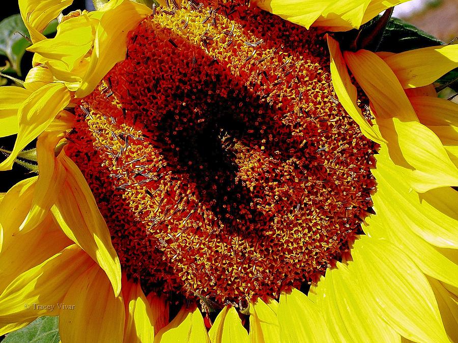 Shadow on a Sunflower Photograph by Tracey Vivar
