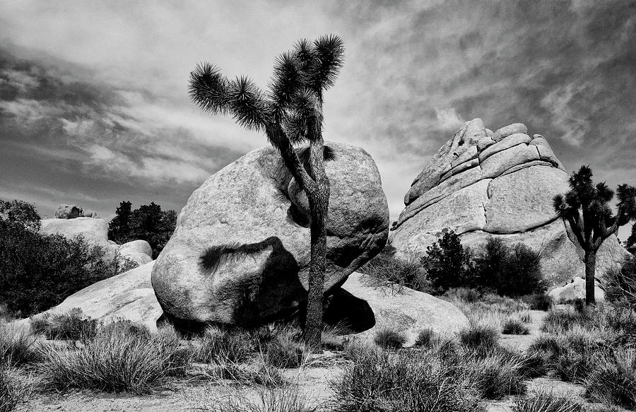 Shadow on boulder Joshua Tree Photograph by Sandra Selle Rodriguez