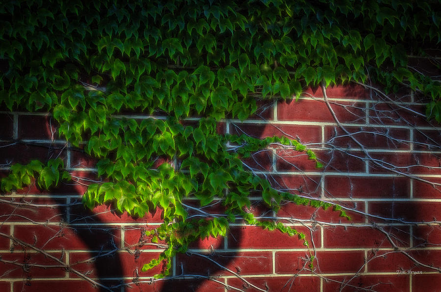 my-shadow-on-the-wall-niche-garden