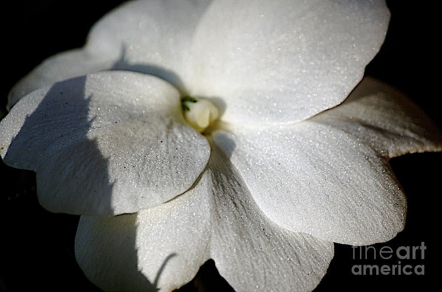 Flowers Still Life Photograph - Shadow on White by Faith Harron Boudreau