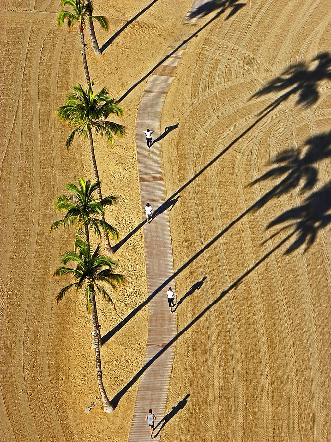 Shadow Palms Photograph by Elizabeth Hoskinson