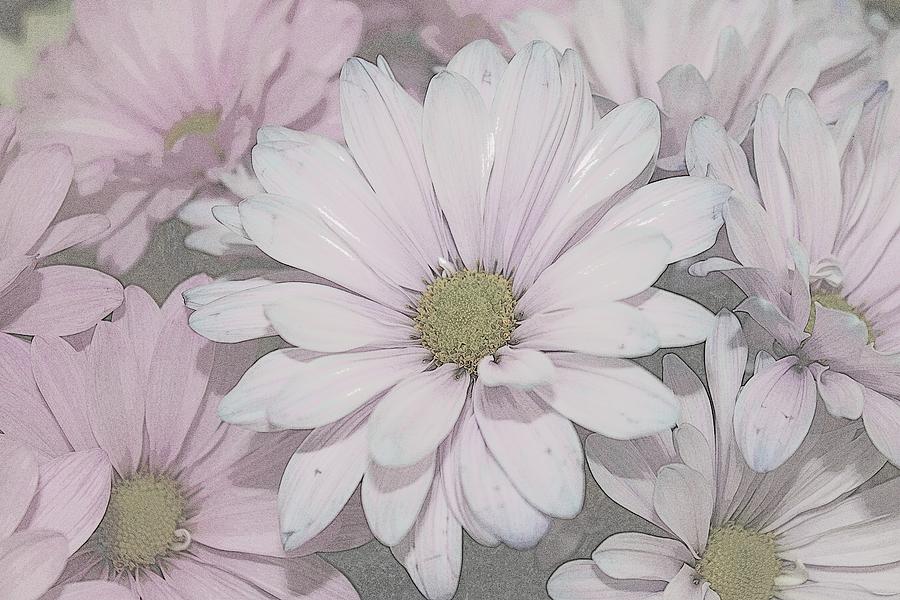 Nature Photograph - Shadow Pink Daisies by Classically Printed