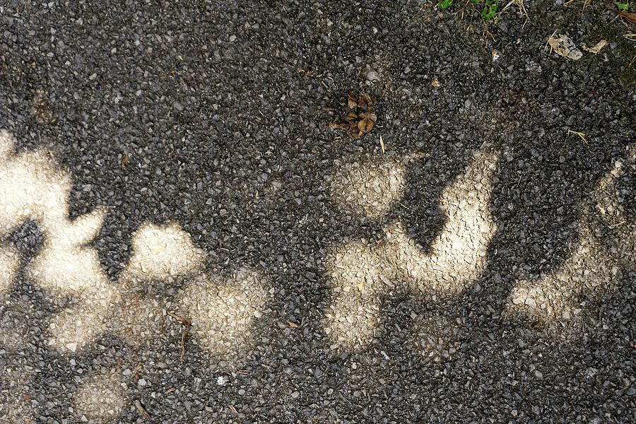 Shadow Play Asphalt Photograph by Sharon Popek