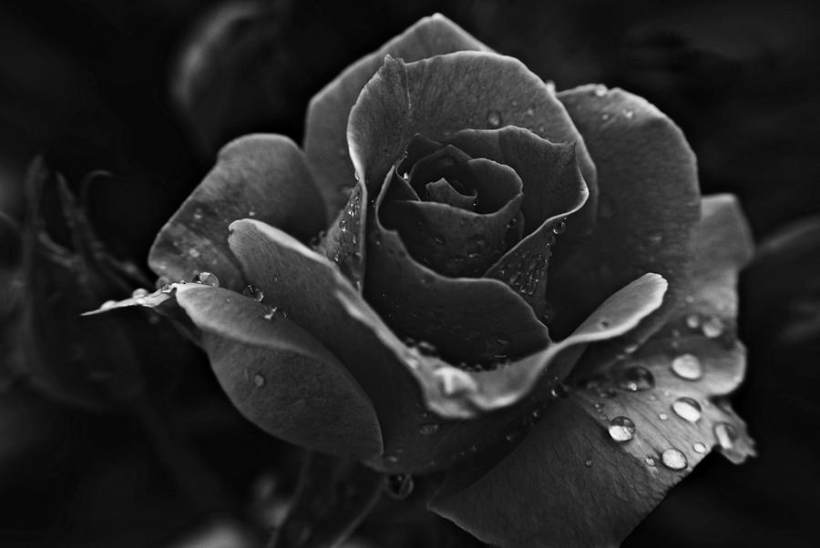 Shadow Rose Photograph by Kurt Keller - Pixels