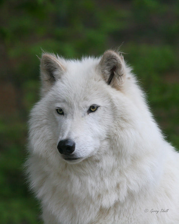 Shadow the Arctic Wolf Photograph by Gerry Sibell