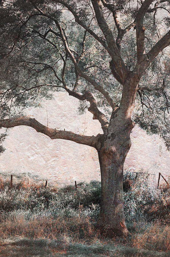 Shadow Tree Photograph by Jenny Rainbow