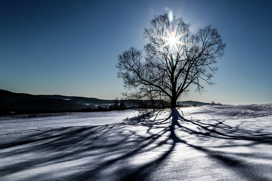 Shadow Tree Photograph by Tim Kirchoff