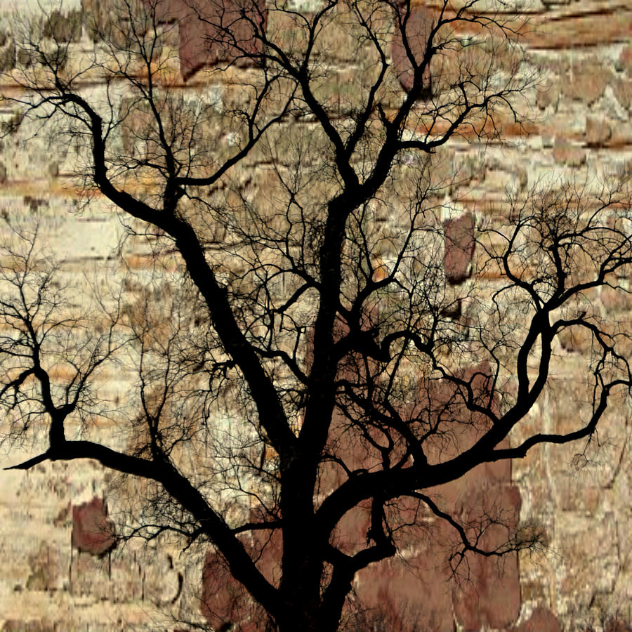 Tree Photograph - Shadow Wall by Marty Koch