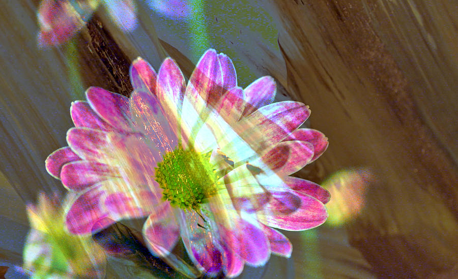 Shadowed flower Photograph by Jeff Swan