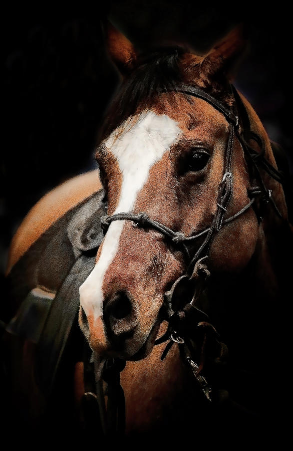 Shadowed Horse Photograph by Athena Mckinzie