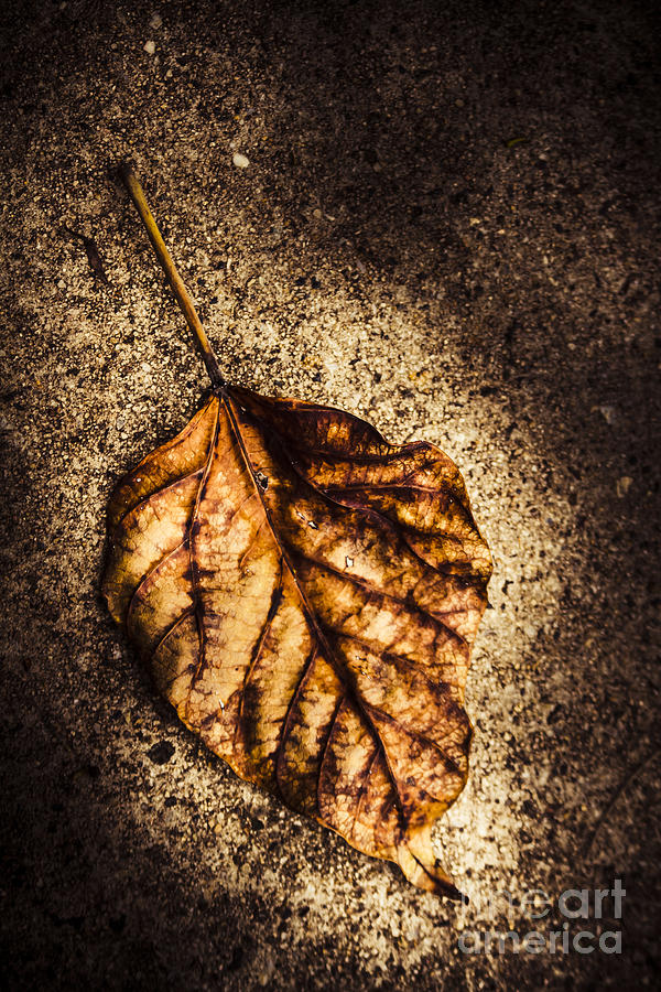 Shadowed leaf from autumns fall Photograph by Jorgo Photography - Fine ...