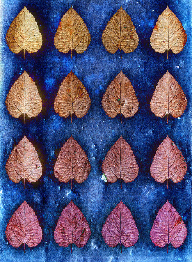 Shadowed Leaf Photograph by Sumit Mehndiratta