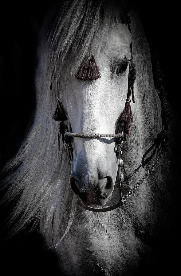 Shadowed Stallion Photograph by Athena Mckinzie