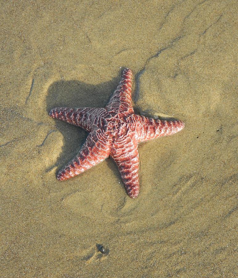 Shadowed Starfish Photograph by Gallery Of Hope 