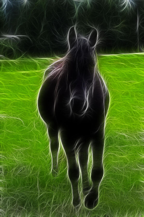 Shadowfax Lord of all Horses Photograph by Lawrence Christopher