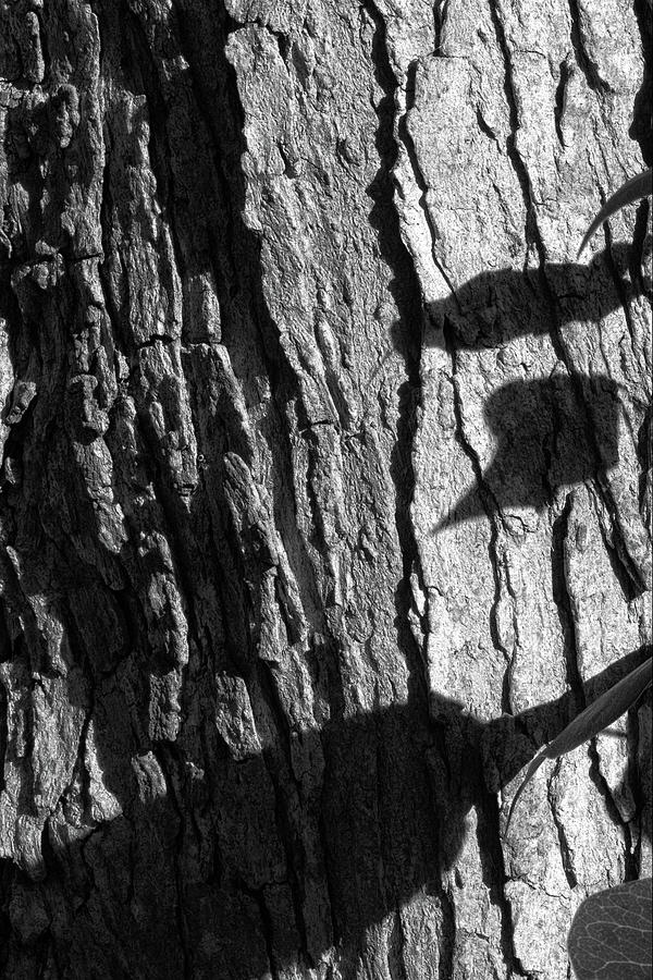 Shadows and Bark Photograph by Richard Rizzo