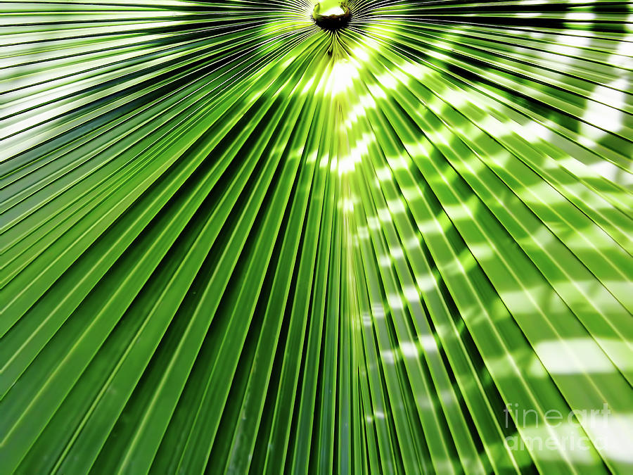 Shadows and Light On The Palm Frond Photograph by D Hackett
