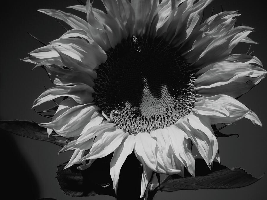 Now You See Me Now You Don't - Sunflower Fine Art Prints - Black and ...