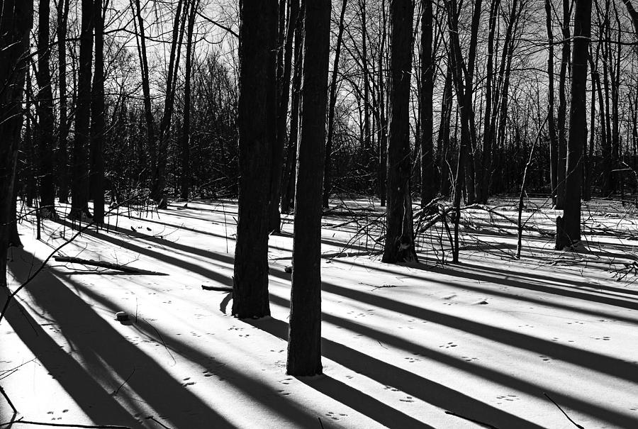 Shadows And Tracks Photograph by Debbie Oppermann
