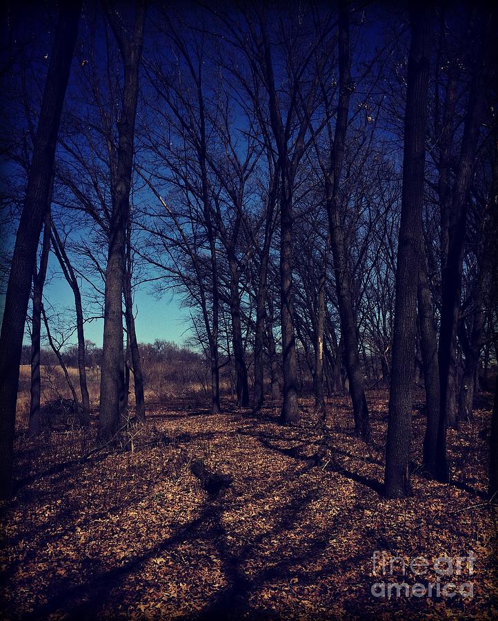 Shadows and Trees Landscape Photograph by Frank J Casella
