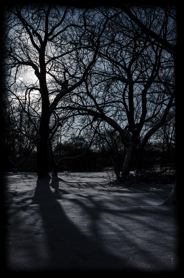 Shadows In January Snow Photograph