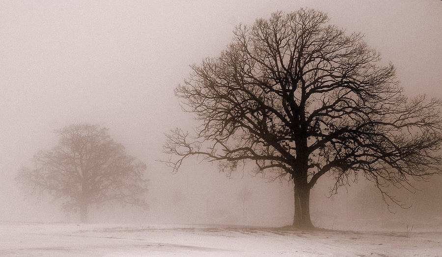 Winter Photograph - Shadows in the Fog by Linda Mishler