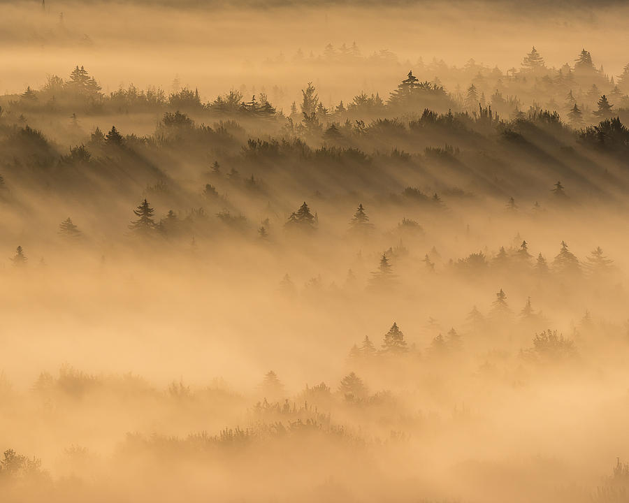 Tree Photograph - Shadows in the Mist by Tim Kirchoff