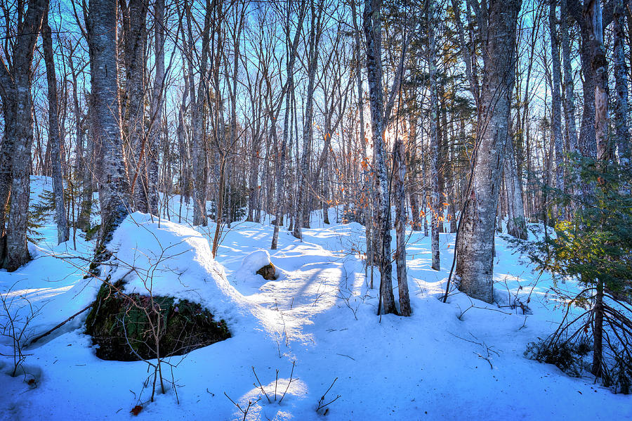 Shadows in the Snow Photograph by David Patterson