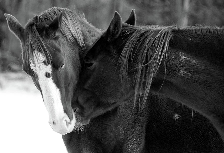 Horse Photograph - Shadows by Joy Alfandre