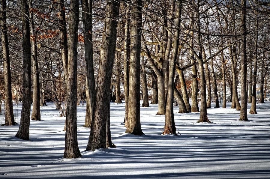 Shadows Light and Bare Trees Photograph by Allan Van Gasbeck