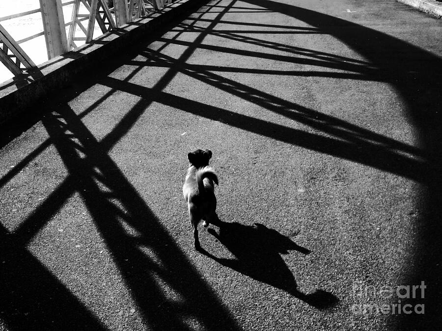 Dog Photograph - Shadows by Mioara Andritoiu