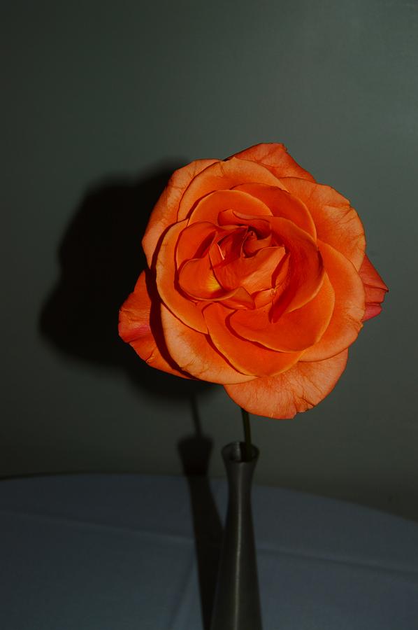 Shadows of a Peach Rose Photograph by Warren Thompson