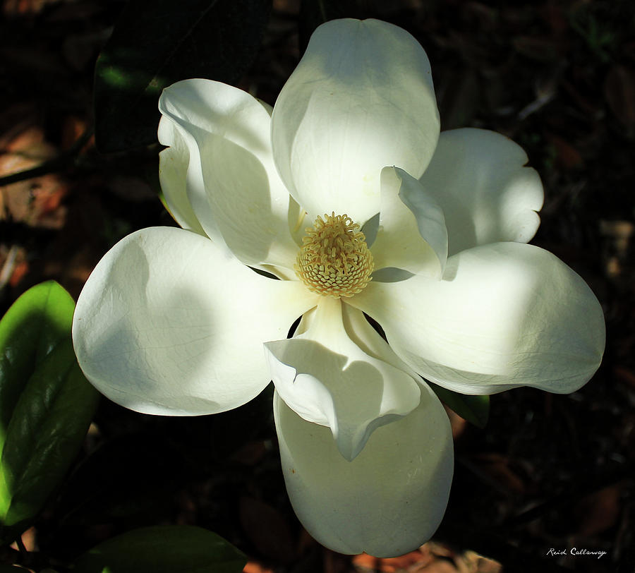 Shadows Of Beauty Magnolia Flower Art Photograph by Reid Callaway
