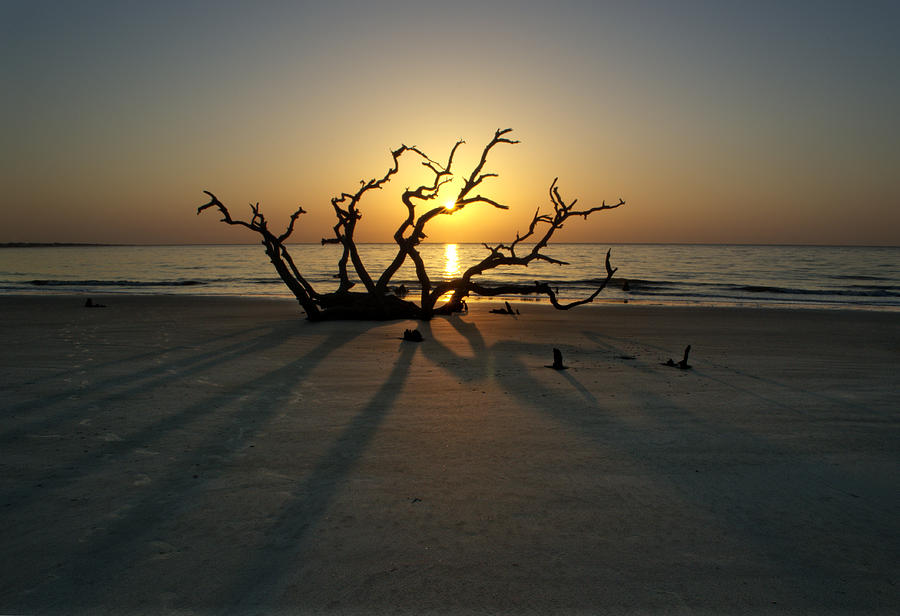 Shadows Of Driftwood Photograph by Greg and Chrystal Mimbs