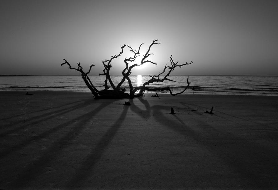 Shadows Of Driftwood in Black and White Photograph by Greg and Chrystal Mimbs