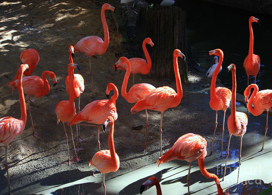 Bird Photograph - Shadows of Pink Flamingos by Carol Groenen