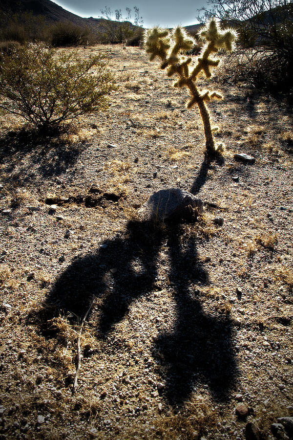Shadows of Thorns Photograph by Mike Hill