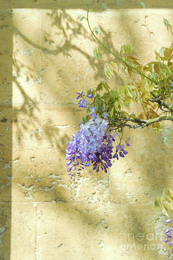 Flower Photograph - Shadows of Wisteria by Tim Gainey
