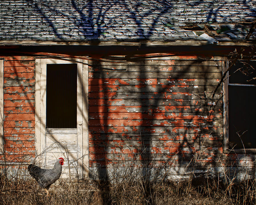 Tree Photograph - Shadows - Old Farmhouse - Hen by Nikolyn McDonald