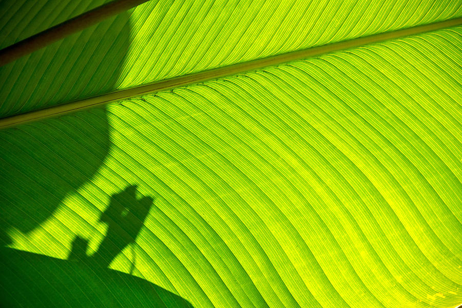 Nature Photograph - Shadows on a Broad Leaf by Jess Kraft