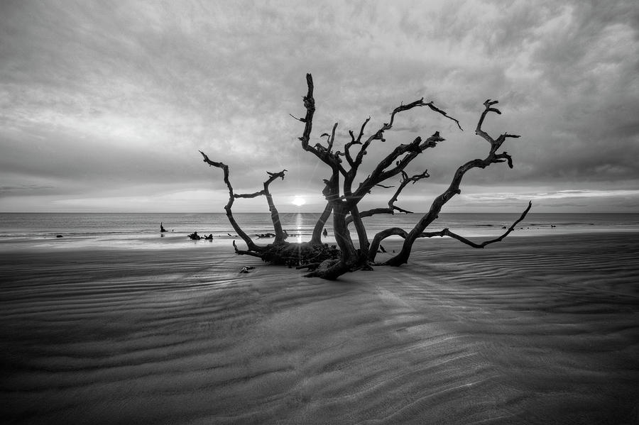 Shadows on Driftwood Beach Black and White Photograph by Debra and Dave Vanderlaan