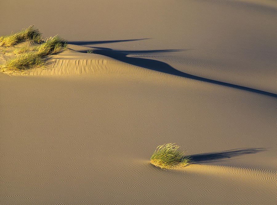 Shadows on the Sand Photograph by Robert Potts