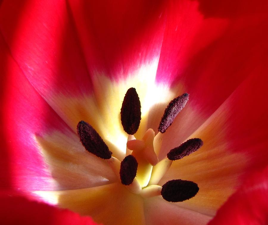 Shadows on Tulip Photograph by Tony Grider